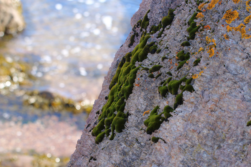 Schistidium maritimum